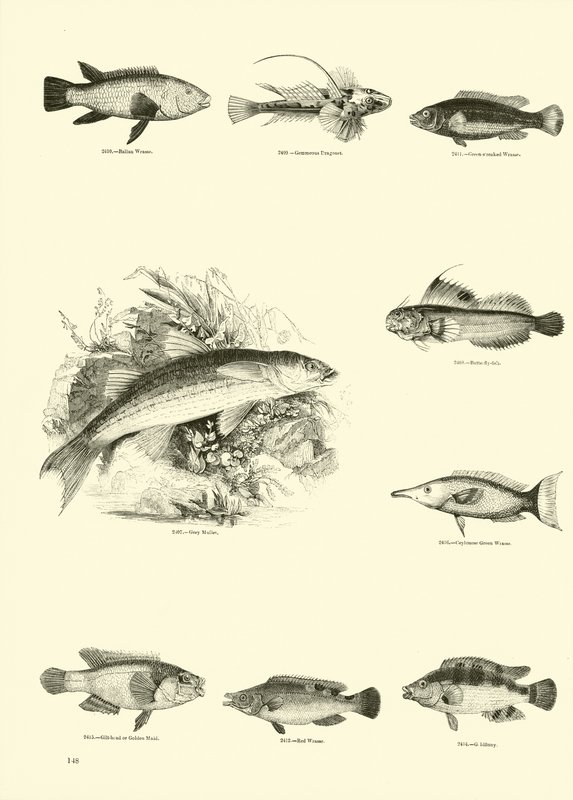 Page du Musée Pictural de la Nature Animée - English School