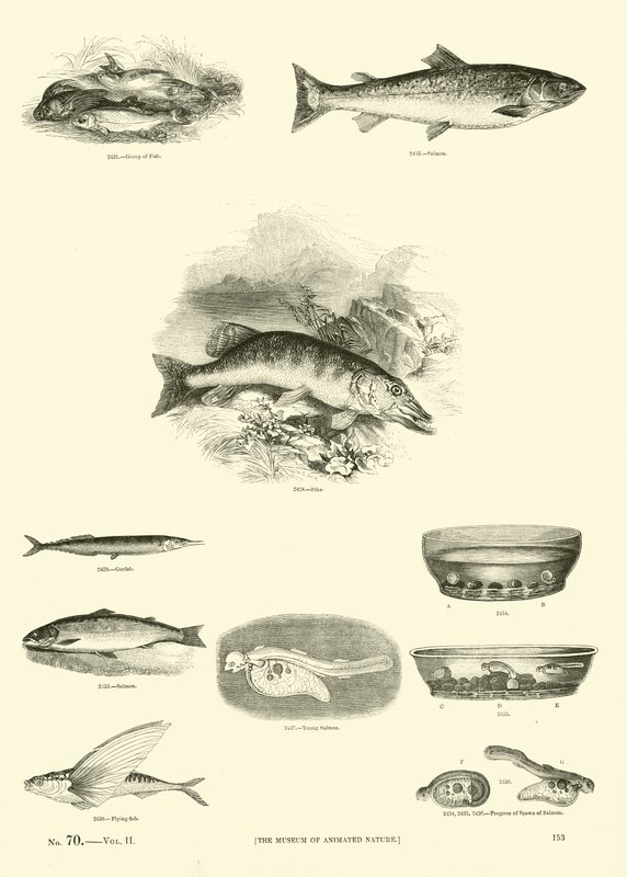 Page du Musée Pictural de la Nature Animée - English School