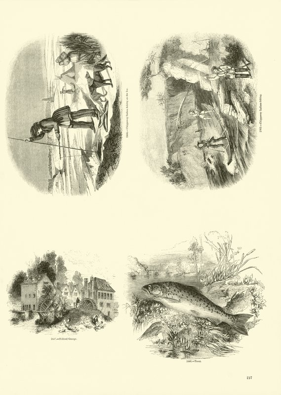 Page du Musée Pictural de la Nature Animée - English School