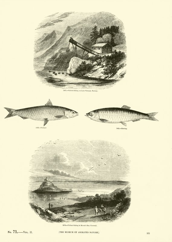 Page du Musée Pictural de la Nature Animée - English School