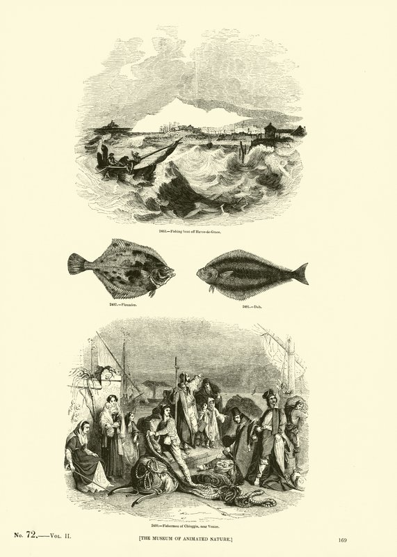 Page du Musée Pictural de la Nature Animée - English School