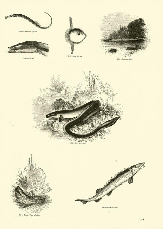 Page du Musée Pictural de la Nature Animée - English School