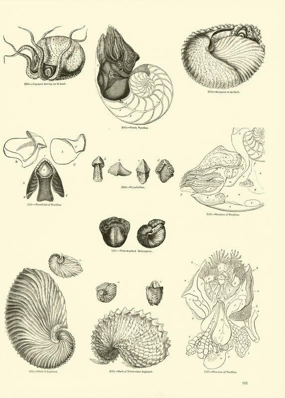 Page du Musée Pictural de la Nature Animée - English School