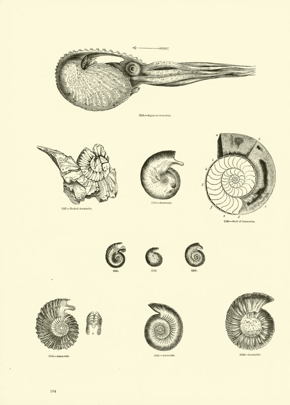 Page du Musée Pictural de la Nature Animée - English School
