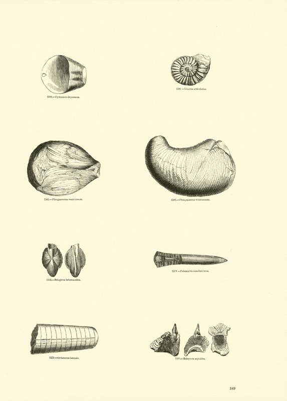 Page du Musée Pictural de la Nature Animée - English School