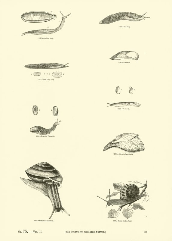 Page du Musée Pictural de la Nature Animée - English School