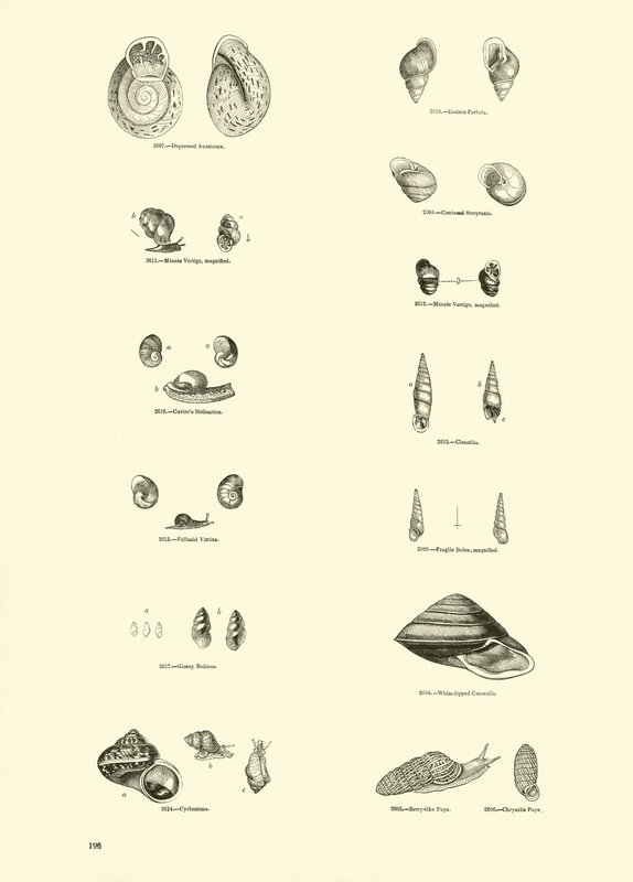 Page du Musée Pictural de la Nature Animée - English School