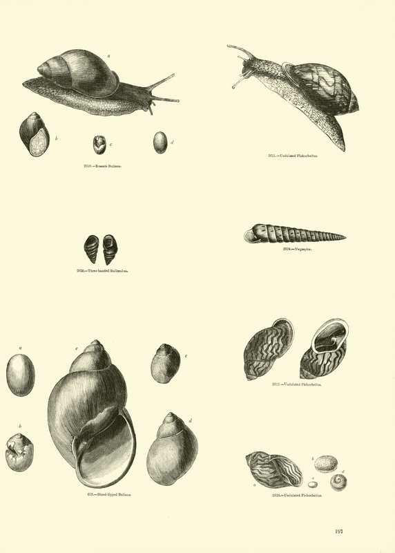 Page du Musée Pictural de la Nature Animée - English School
