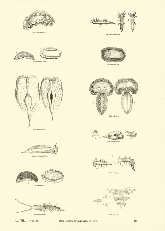 Page du Musée Pictural de la Nature Animée - English School