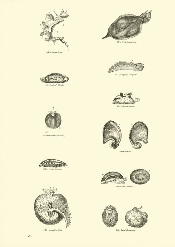 Page du Musée Pictural de la Nature Animée - English School