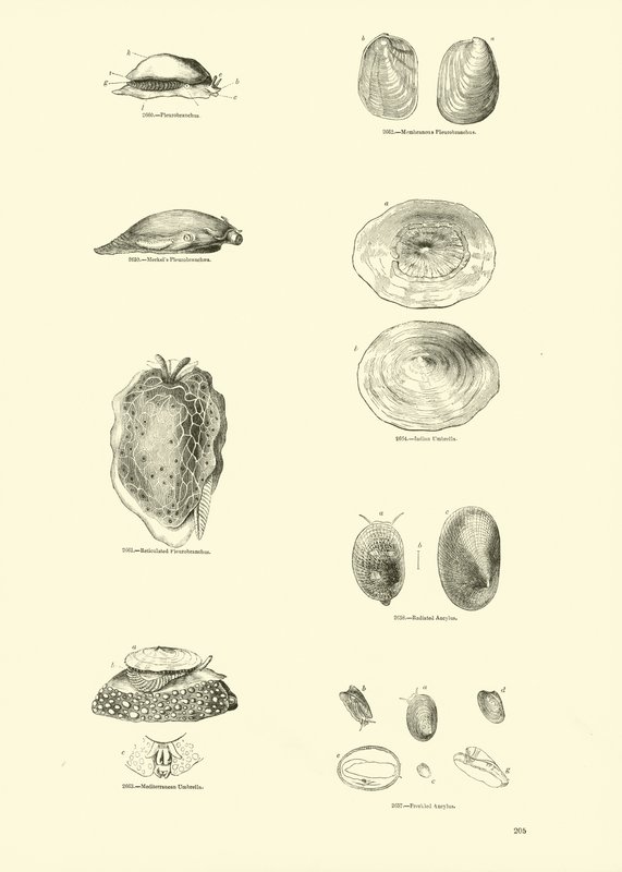 Page du Musée Pictural de la Nature Animée - English School