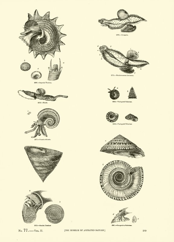 Page du Musée Pictural de la Nature Animée - English School