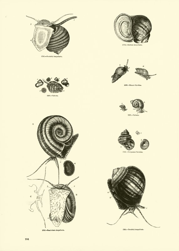 Page du Musée Pictural de la Nature Animée - English School