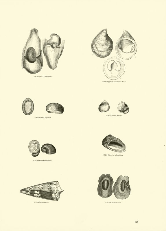 Page du Musée Pictural de la Nature Animée - English School