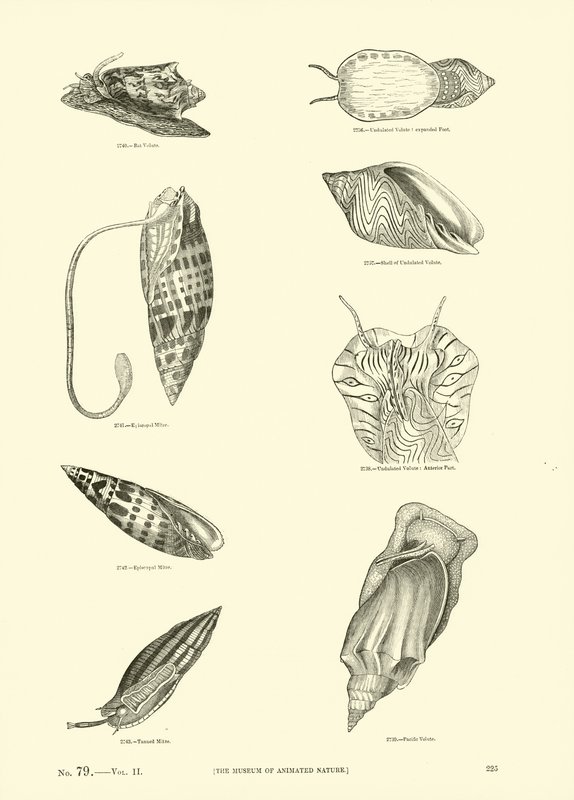 Page du Musée Pictural de la Nature Animée - English School