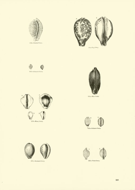 Page du Musée Pictural de la Nature Animée - English School