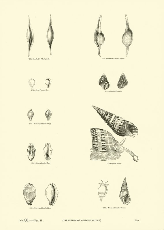Page du Musée Pictural de la Nature Animée - English School