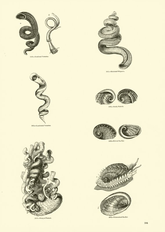 Page du Musée Pictural de la Nature Animée - English School