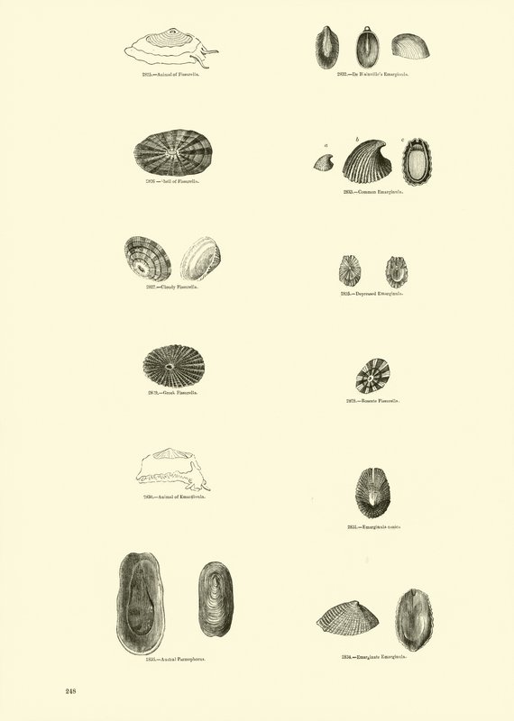 Page du Musée Pictural de la Nature Animée - English School