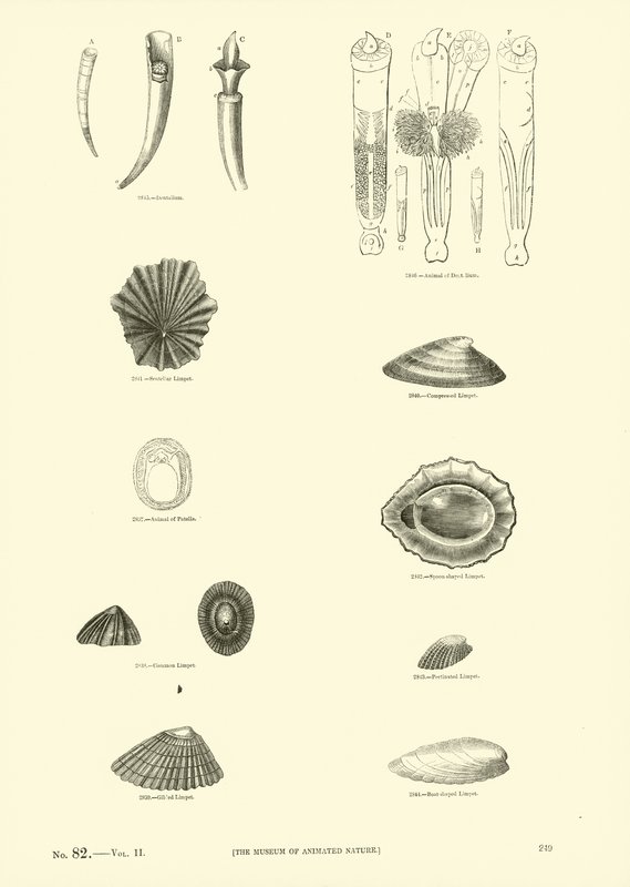 Page du Musée Pictural de la Nature Animée - English School