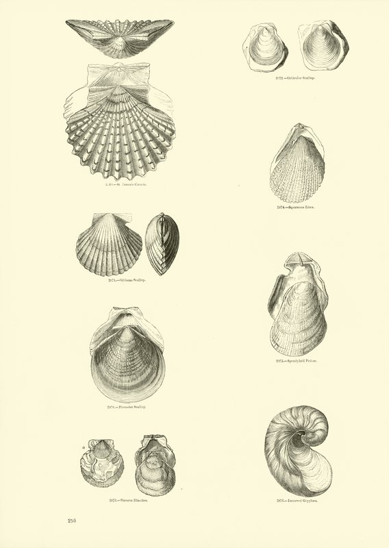Page du Musée Pictural de la Nature Animée - English School