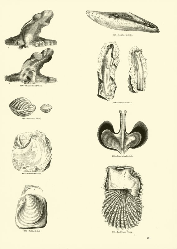 Page du Musée Pictural de la Nature Animée - English School