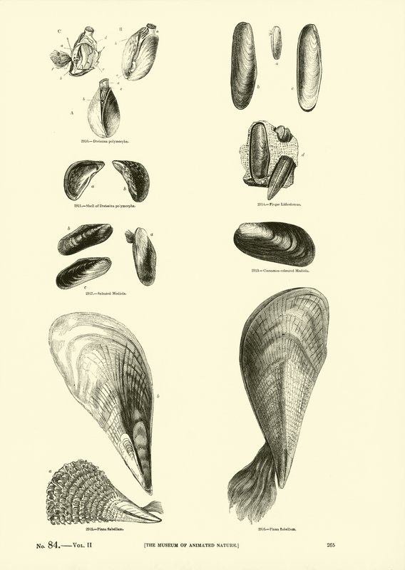 Page du Musée Pictural de la Nature Animée - English School