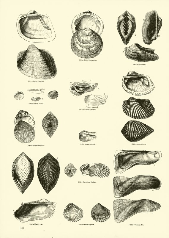 Page du Musée Pictural de la Nature Animée - English School