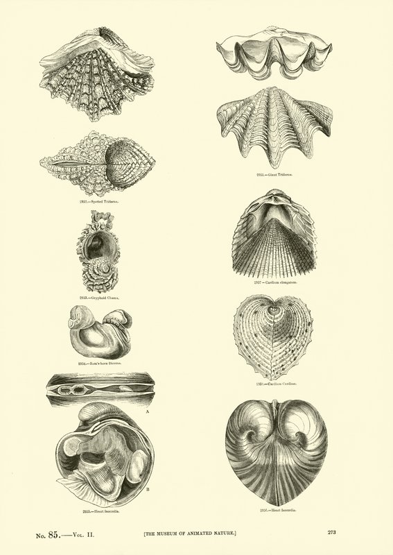 Page du Musée Pictural de la Nature Animée - English School
