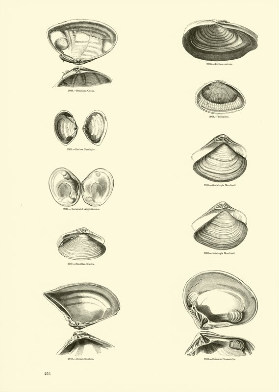Page du Musée Pictural de la Nature Animée - English School