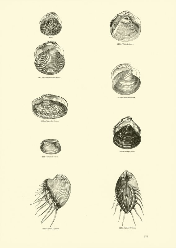 Page du Musée Pictural de la Nature Animée - English School