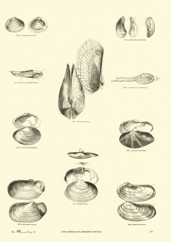 Page du Musée Pictural de la Nature Animée - English School