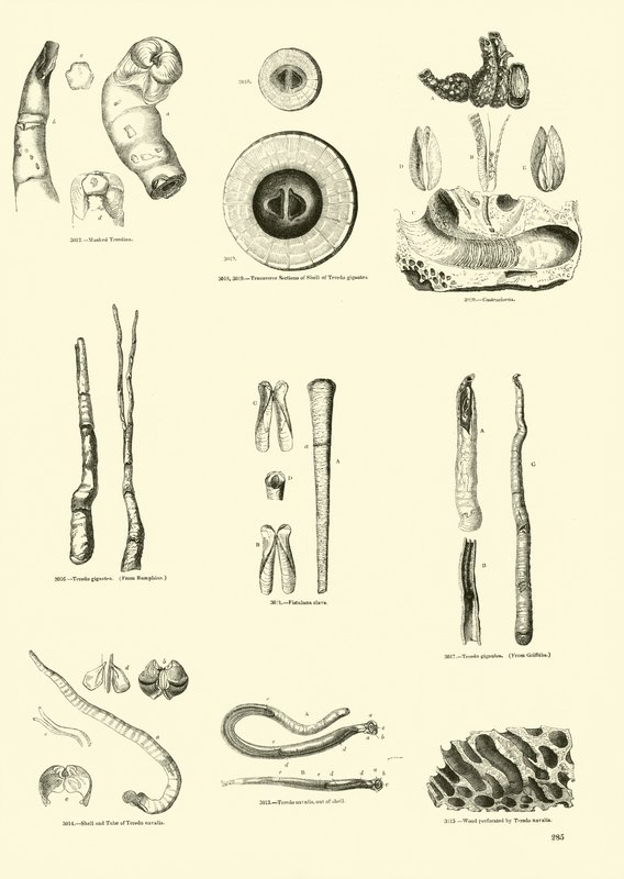 Page du Musée Pictural de la Nature Animée - English School