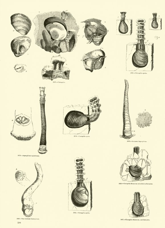 Page du Musée Pictural de la Nature Animée - English School