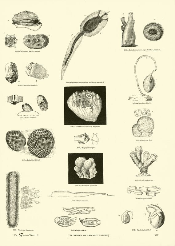 Page du Musée Pictural de la Nature Animée - English School