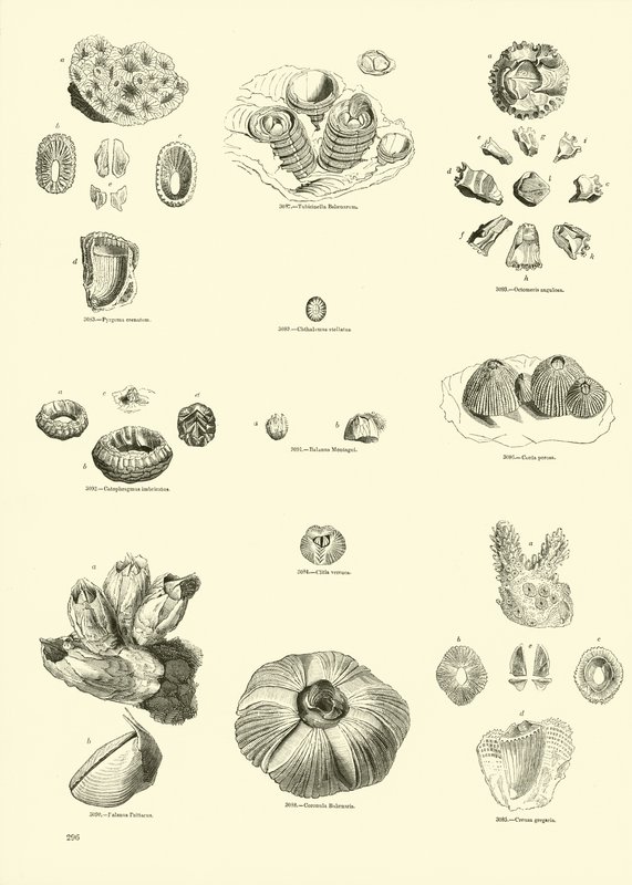 Page du Musée Pictural de la Nature Animée - English School