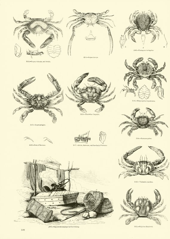 Page du Musée Pictural de la Nature Animée - English School