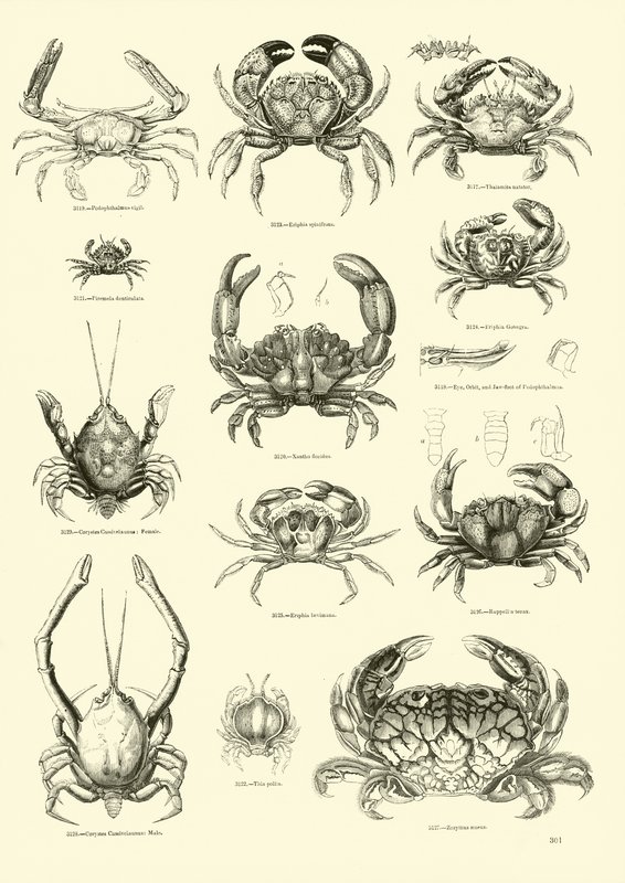 Page du Musée Pictural de la Nature Animée - English School