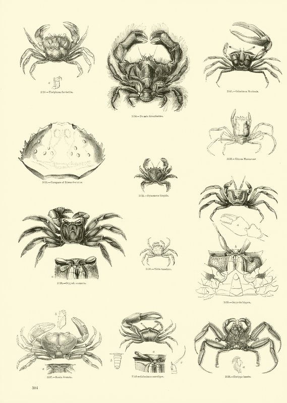 Page du Musée Pictural de la Nature Animée - English School