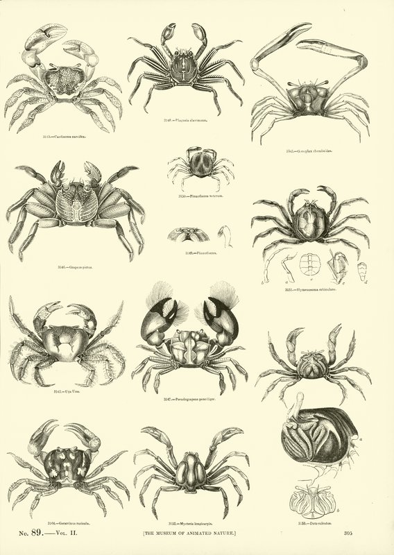 Page du Musée Pictural de la Nature Animée - English School
