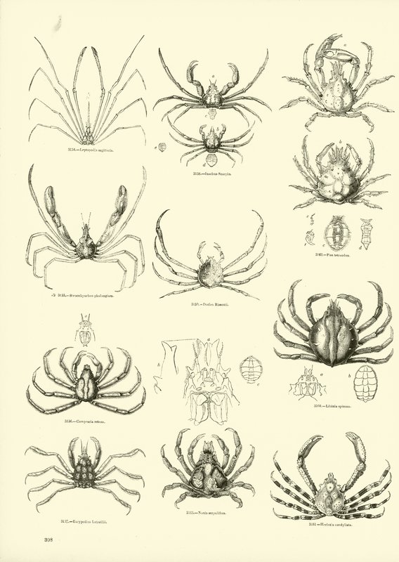 Page du Musée Pictural de la Nature Animée - English School