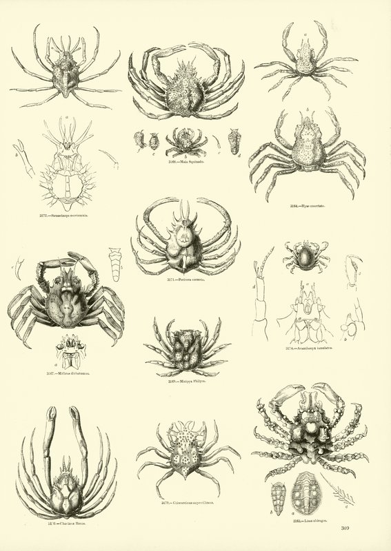 Page du Musée Pictural de la Nature Animée - English School