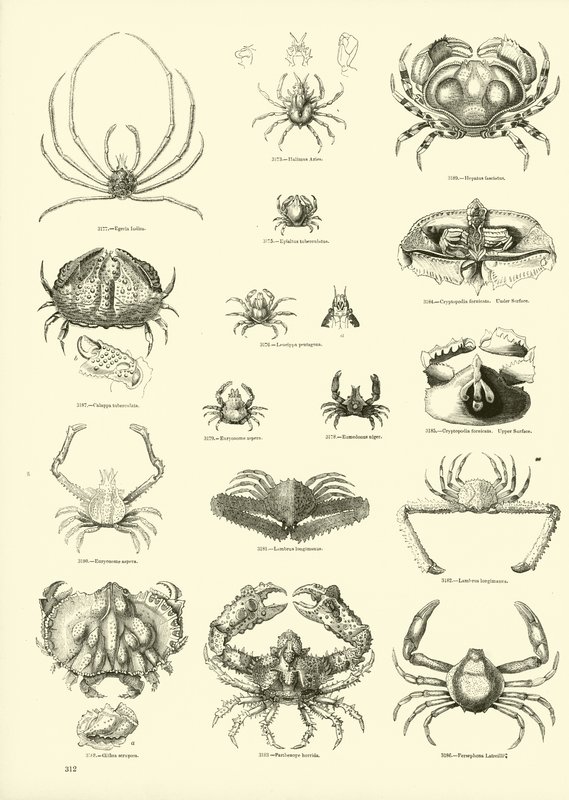Page du Musée Pictural de la Nature Animée - English School