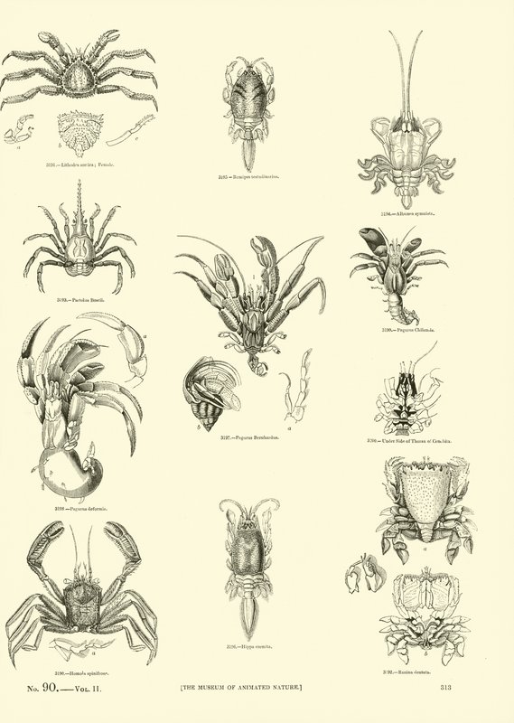 Page du Musée Pictural de la Nature Animée - English School
