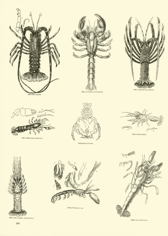 Page du Musée Pictural de la Nature Animée - English School