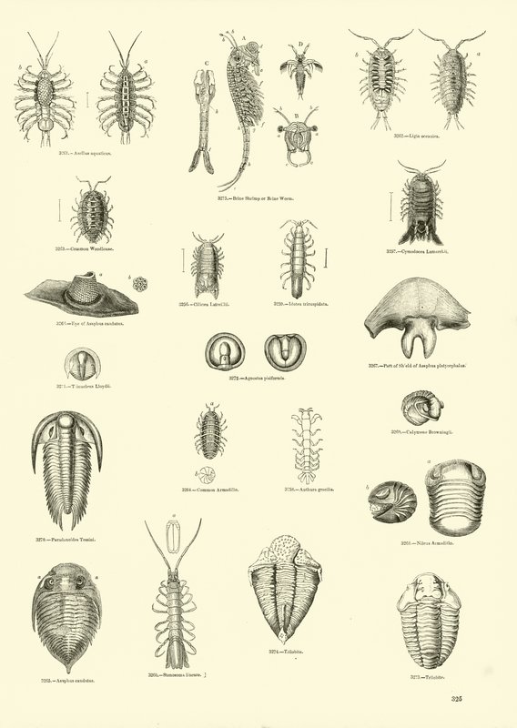 Page du Musée Pictural de la Nature Animée - English School