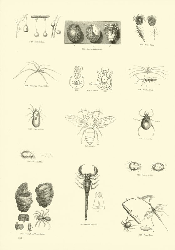 Page du Musée Pictural de la Nature Animée - English School
