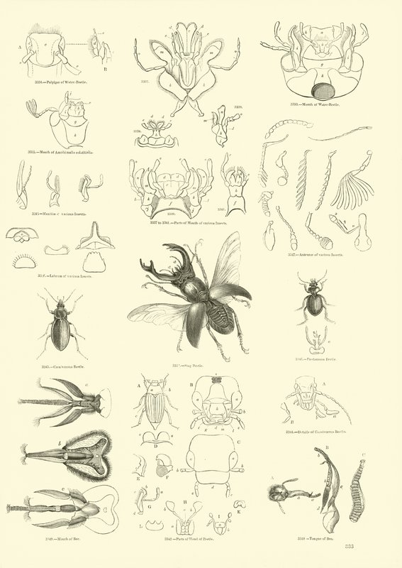 Page du Musée Pictural de la Nature Animée - English School