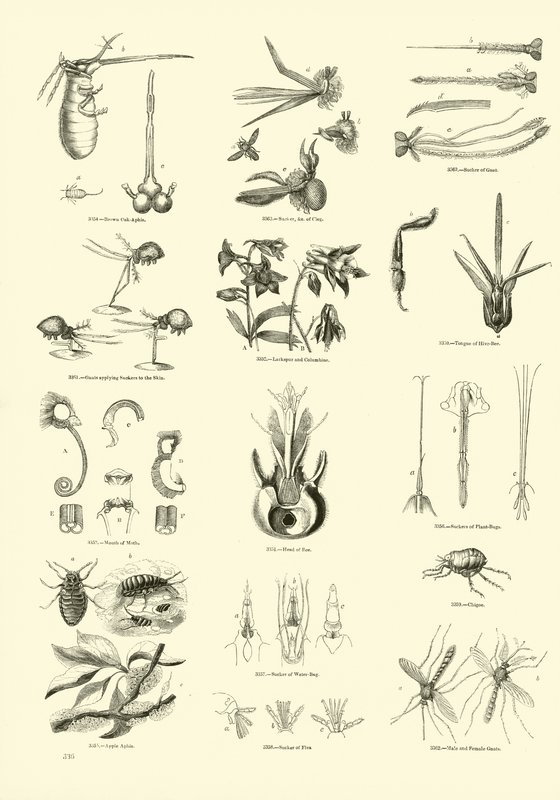 Page du Musée Pictural de la Nature Animée - English School