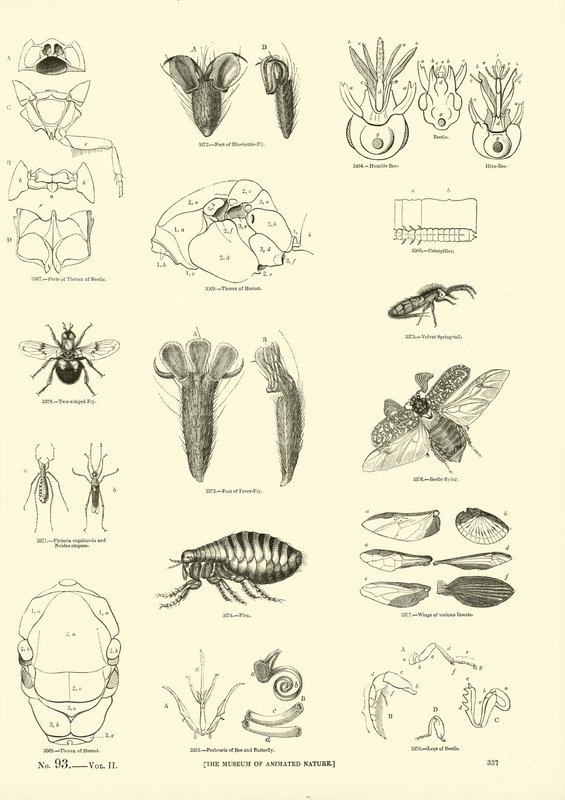 Page du Musée Pictural de la Nature Animée - English School